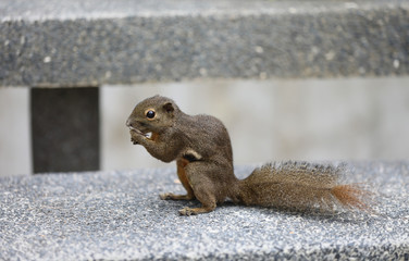 Eichhörnchen im Botanischen Garten in Singapur © Andrea Geiss