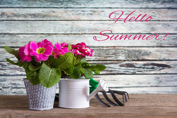 concept of spring gardening: colorful primroses, watering can, garden tools, garden equipment on a wooden background near the wall with the words hello summer