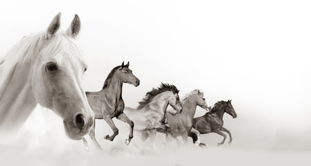 Obraz na płótnie Canvas Horses banner with white space