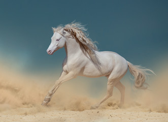 Fototapeta na wymiar Palomino pony in dust running