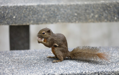 Eichhörnchen im Botanischen Garten in Singapur © Andrea Geiss