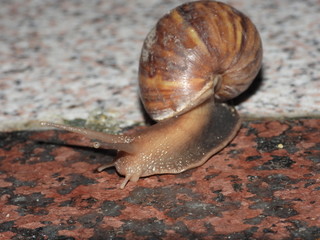 Snail is on the floor.
