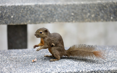 Eichhörnchen im Botanischen Garten in Singapur