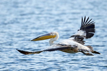 Pink-backed pelican (Pelecanus rufescens)