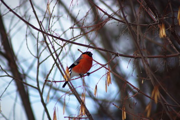 The red bullfinch, sitting on a branch, feeds on the seeds of a tree.