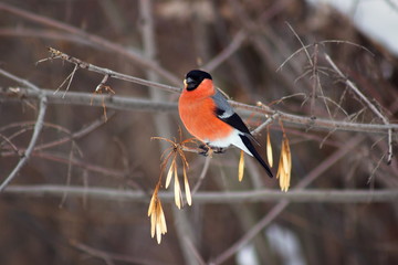The red bullfinch, sitting on a branch, feeds on the seeds of a tree.
