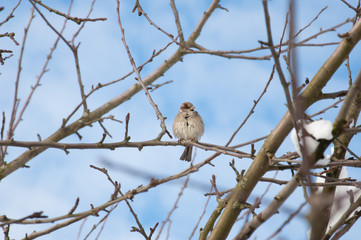 sparrow on a branch