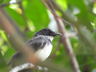 Magpie is on the tree.