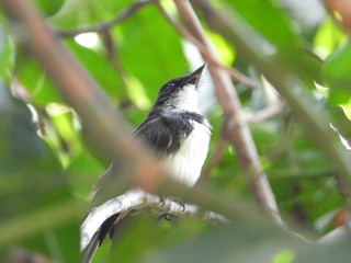 Magpie is on the tree.