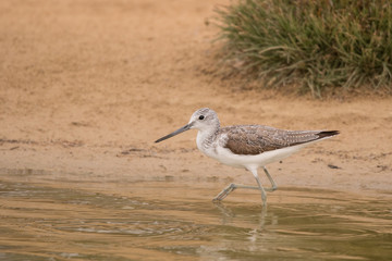 Common greenshank / Tringa nebularia