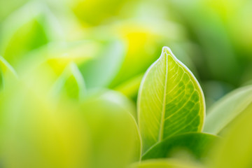 Closeup nature view of green leaf under sunlight on blurred greenery background in garden using as background natural green plants landscape, ecology, fresh wallpaper concept.