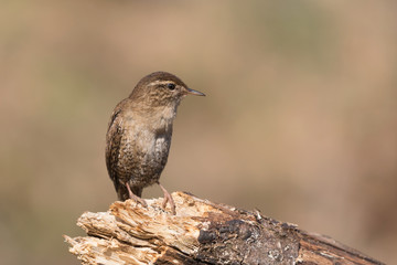 Spendido ritratto di uno scricciolo comune (Troglodytes troglodytes)