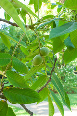 Juglans ailantifolia Japanische Walnuss