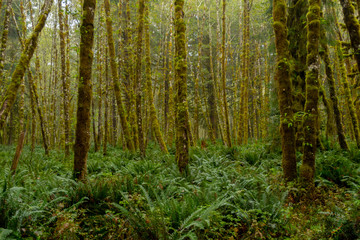 Fototapeta na wymiar Misty Green Forest with Ferns Covering Ground