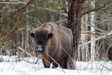 European bison (wisent)