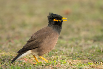 Common myna (Acridotheres tristis) on the grass. Barracuda beach. UAE