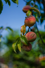 The big fruit reached a peach grows on a branch