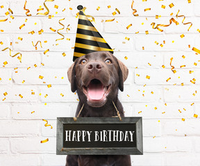 Dog with party hat says happy birthday text board around his neck with congratulations quote with golden confetti on white background