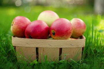 Apples on a limited background in the basket