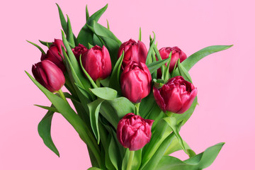 Bouquet of violet tulips isolated on pink background.