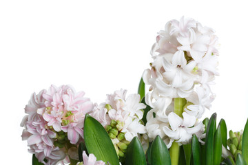 Gentle hyacinths isolated on white background.