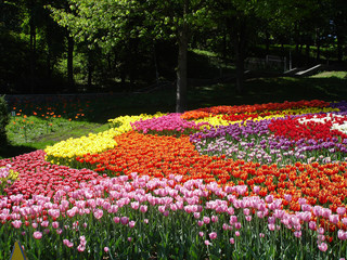 Colorful Tulips on a sunny day