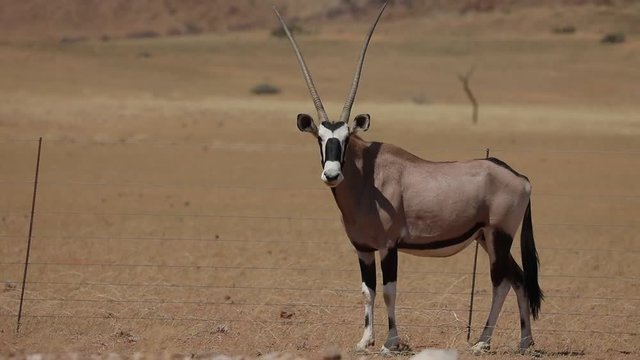 Oryx Gemsbok Antelope in Namib Naukluft Desert Namibia