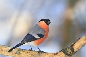 Beautiful Eurasian bullfinch sits on the branch. Male bullfinch in the nature habitat. Pyrrhula pyrrhula. Winter scene wih a song bird