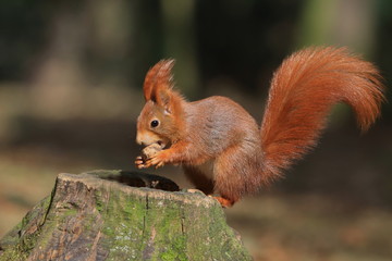 Naklejka na ściany i meble Art view on wild nature. Cute red squirrel with long pointed ears in autumn scene . Wildlife in November forest. Squirrel sitting on the stump with a nut. Sciurus vulgaris