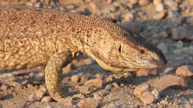 Monitor lizard in afternoon sunlight in Khomas Highland, Namibia