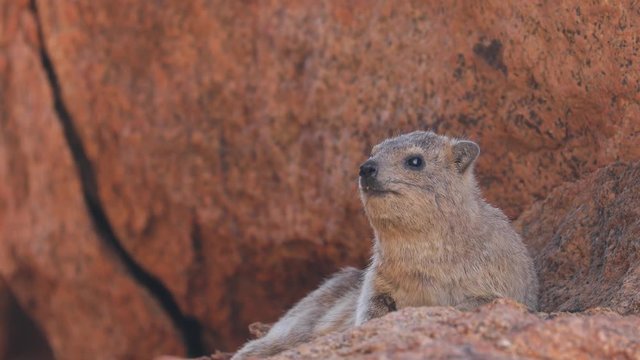 Rock Hyrax Dassie sitting on rock at Spitzkoppe Mountain, Namibia