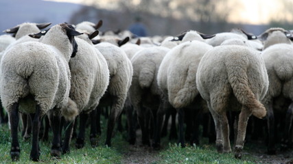 Schafe Abtrieb