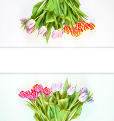 Spring beautiful tulip flowers on white background. Floral composition.