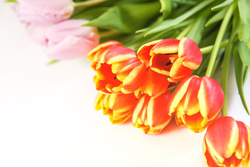 Spring beautiful tulip flowers on soft white background.