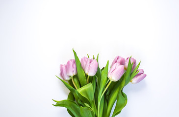 Spring beautiful tulip flowers on soft white background.