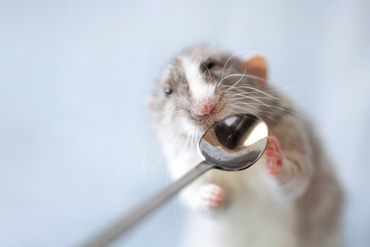 Small fluffy domestic pet rat face with funny nose holding in little hands silver spoon in front of light gray blurry background with copy space. Cute pet animal photo in calm pastel colors.
