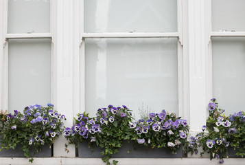 Fototapeta na wymiar Close-up: White Window with Purple Flowers of Violets in Pot on Windowsill. Concept: Gardening and English Style.