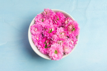 Beautiful pink Kalanchoe flowers