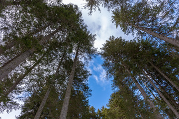 trees seen from below