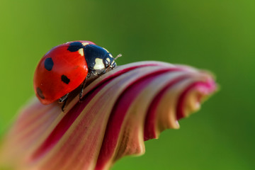 ladybug 7