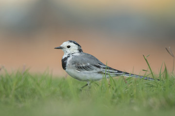 Obraz premium White wagtail (Motacilla alba) on the grass. 