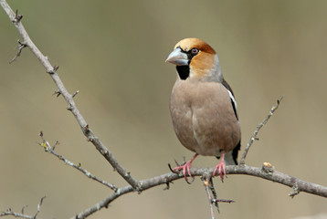 Hawfinch. Coccothraustes coccothraustes