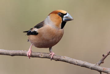Hawfinch. Coccothraustes coccothraustes