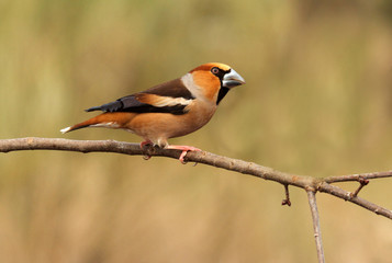 Hawfinch. Coccothraustes coccothraustes