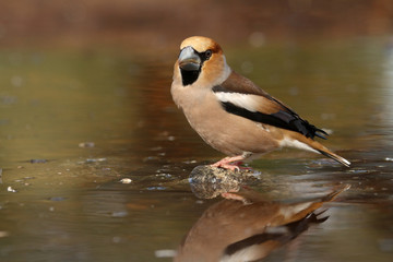 Hawfinch. Coccothraustes coccothraustes