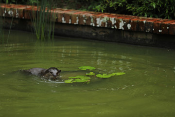 Fototapeta na wymiar Smooth-coated Otter (Lutrogale perspicillata) in Singapur