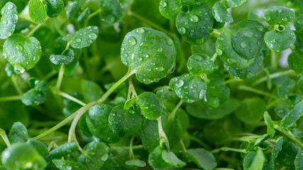 Green watercress wet leaves after watering.
