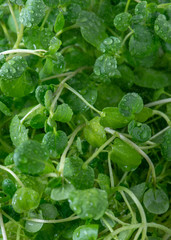 Green watercress wet leaves after watering.