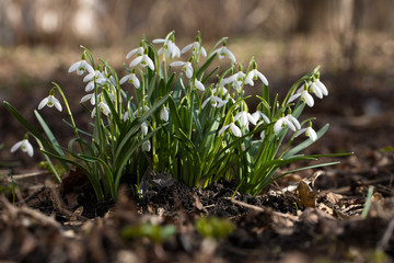 Snowdrops in the forest