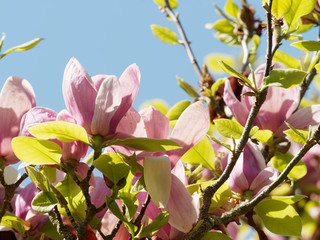 Magnolia soulangeana - Les grandes fleurs d&eacute;coratives de couleur blanc ros&eacute; en forme de coupe du Magnolia de Soulange ou magnolia de Chine
